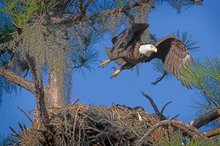 Leaving the Nest