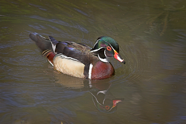 Wood Duck n Reflection