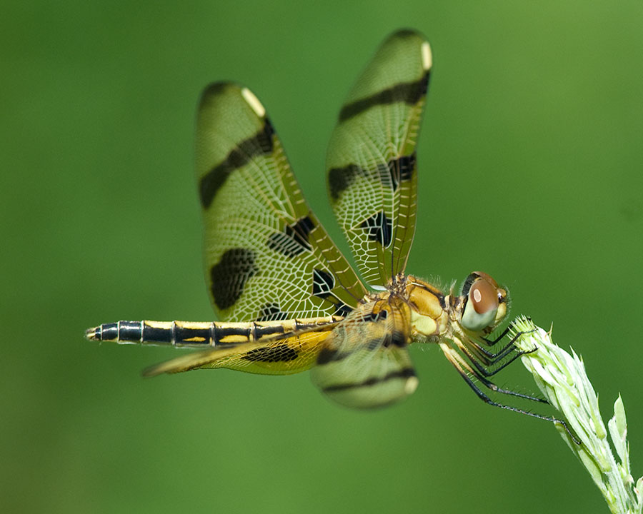 Halloween Pennant Female