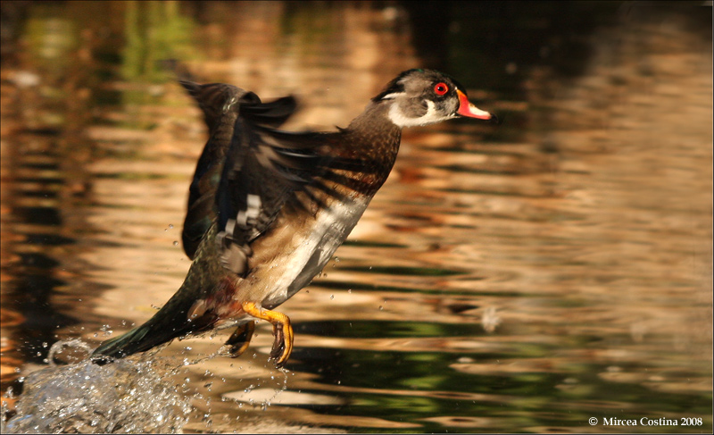 Wood duck (Aix sponsa)