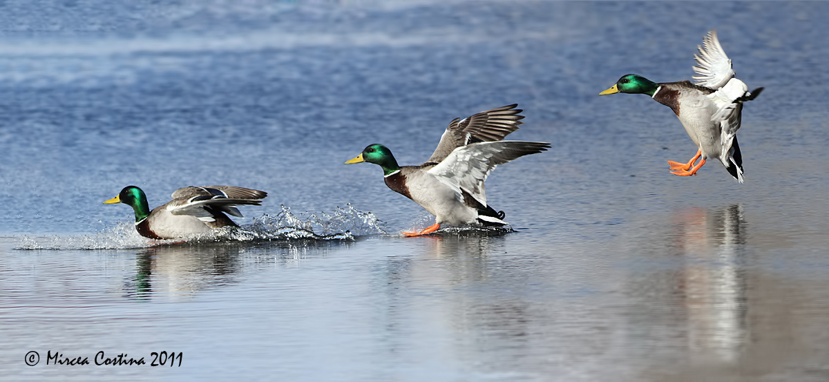 Mallard (Anas-platyrhynchos) male in flight