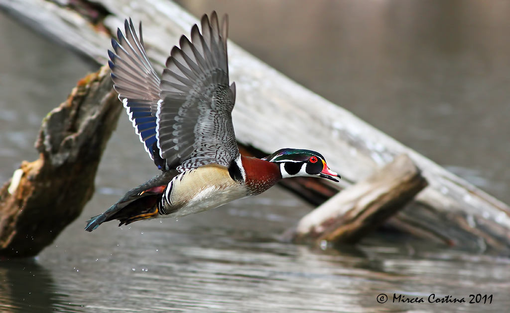 Wood-duck, Canard branchu (Aix sponsa)