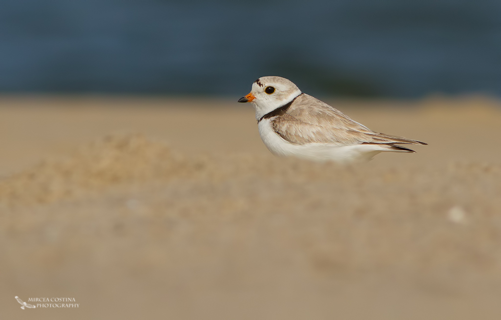 Piping Plover (Charadrius melodus)