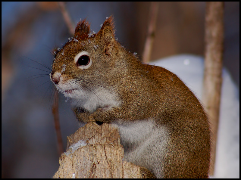The North American red squirrel (Tamiasciurus hudsonicus )