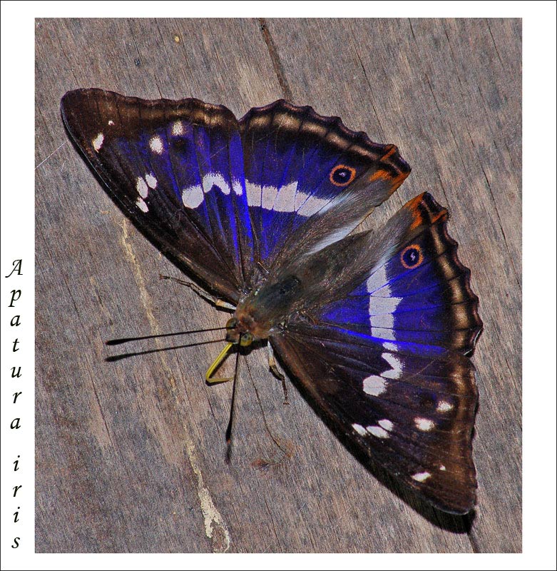 Purple Emperor Apatura iris.jpg