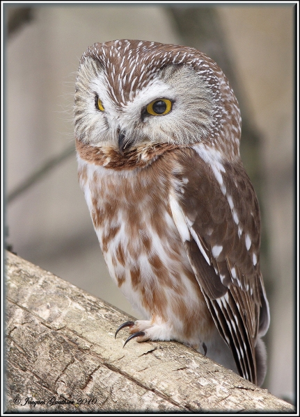 Petite Nyctale ( Northern Saw-Whet Owl )
