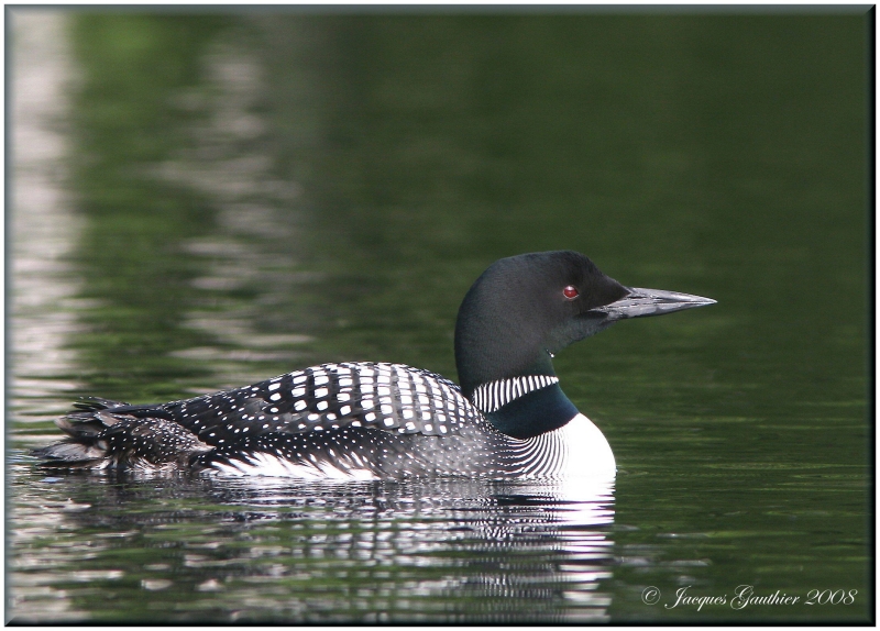 Plongeon huard ( Common Loon )