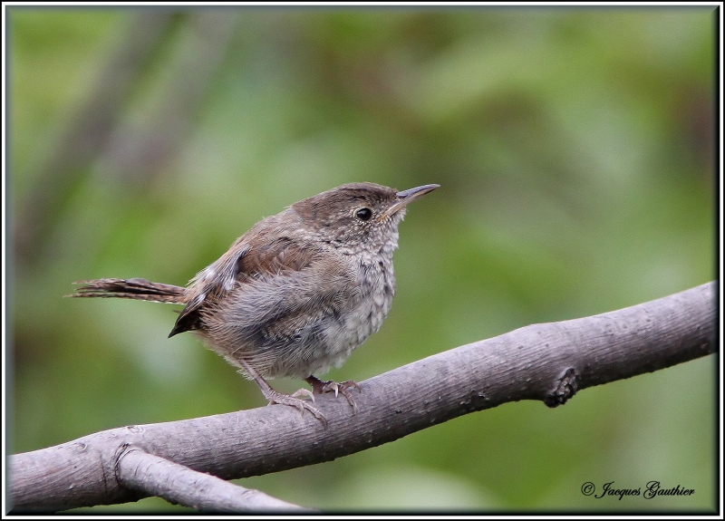 Troglodyte familier ( House Wren )