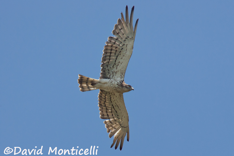 Short-toed Eagle_A8T0265.jpg