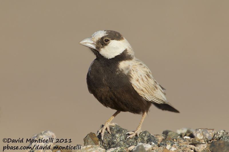 Black-crowned Sparrow-lark (Eremopterix nigriceps)_Aousserd (Western Sahara)