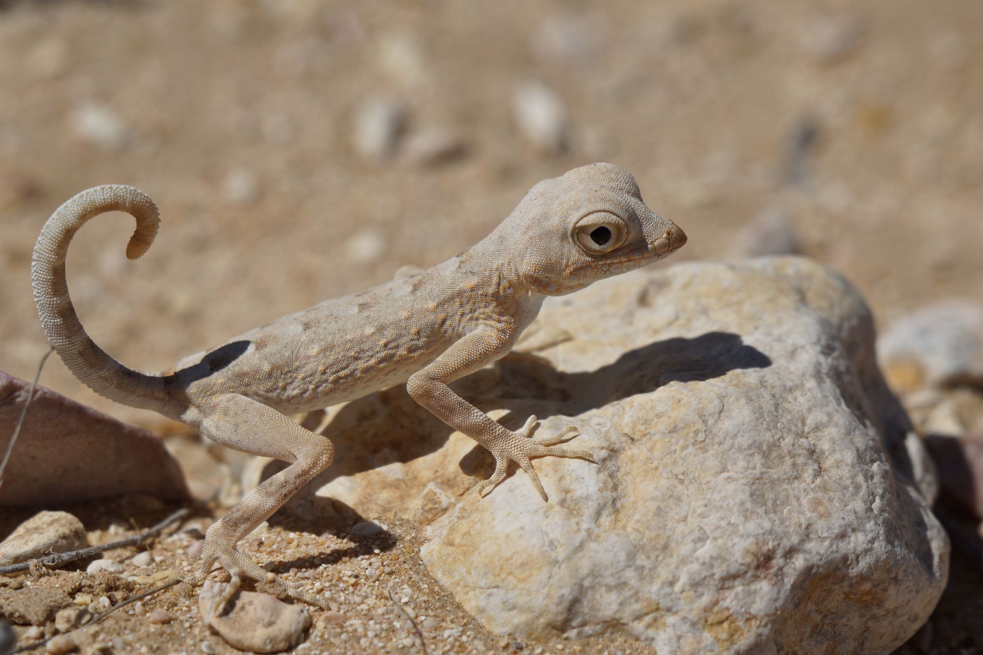 Carters semaphore gecko (pristurus carteri), Huqf