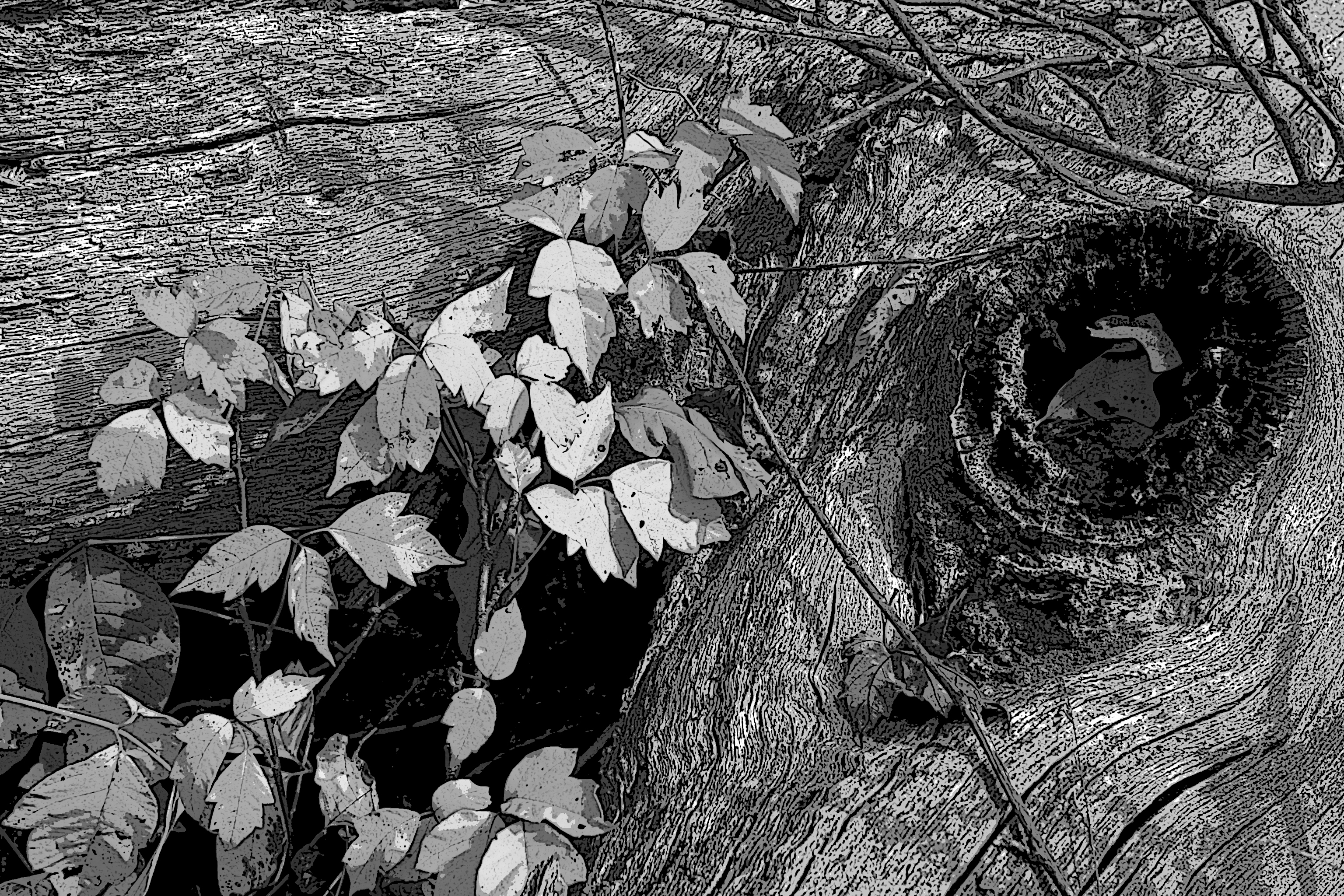 Dead tree and poison ivy