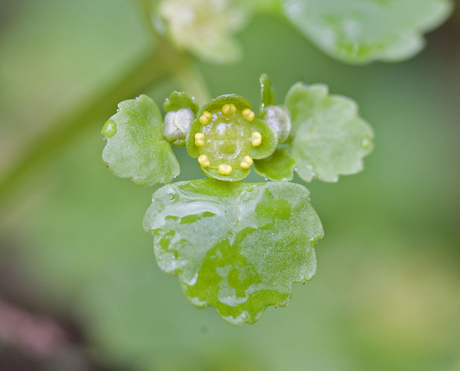 Chrysosplenium glechomifolium Pacific golden-saxifrage