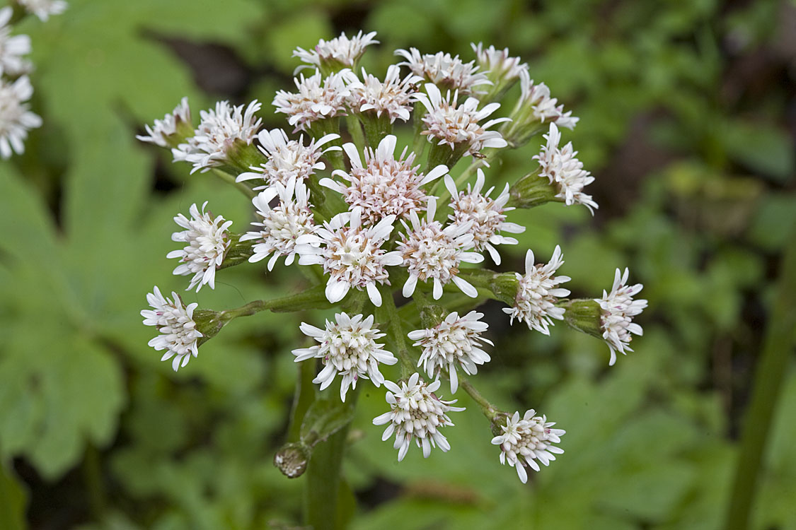 Petasites frigidus (F) Coltsfoot