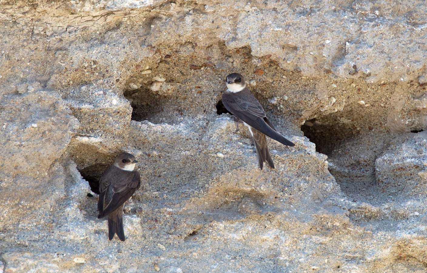 Bank Swallows