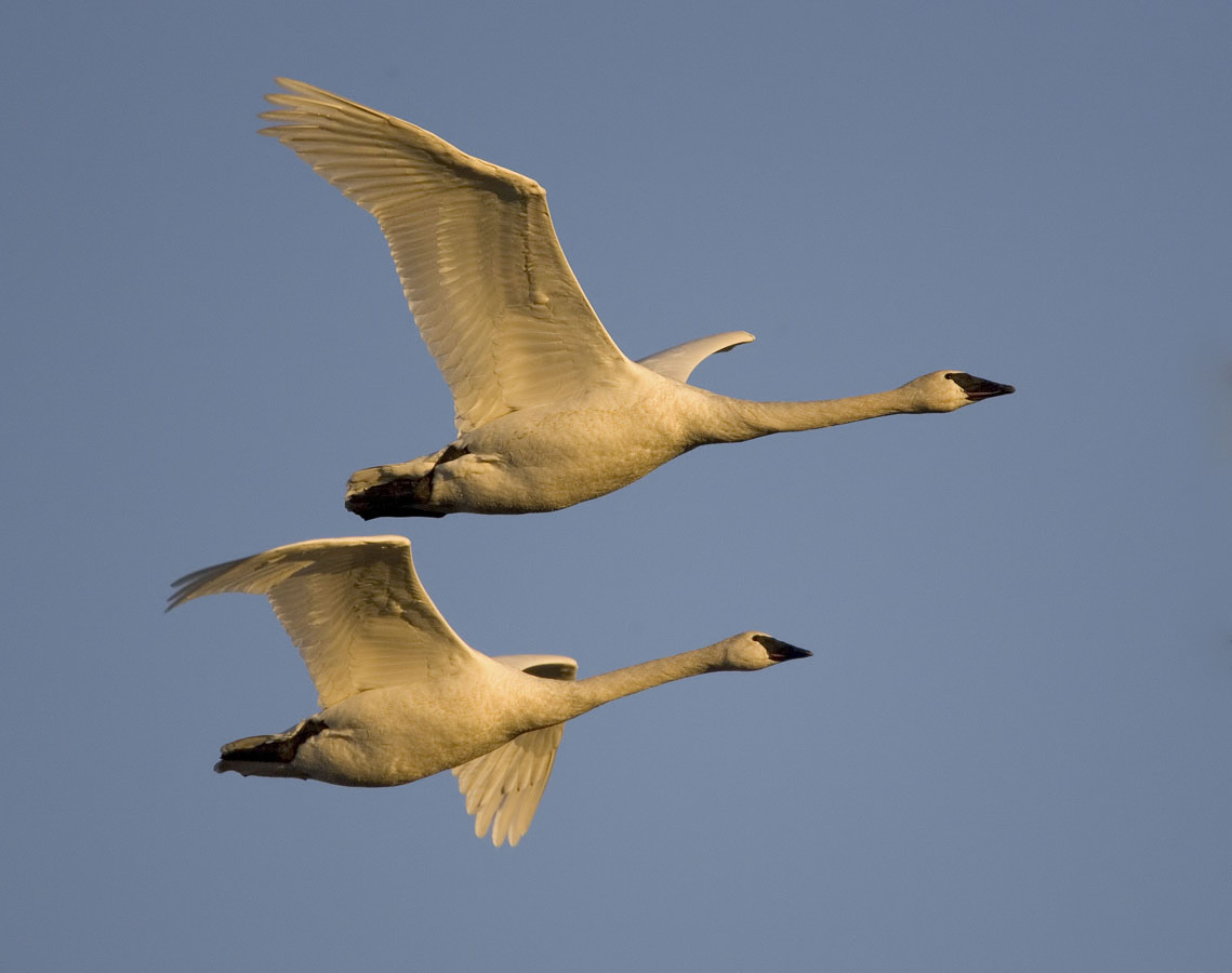 Trumpeter Swans