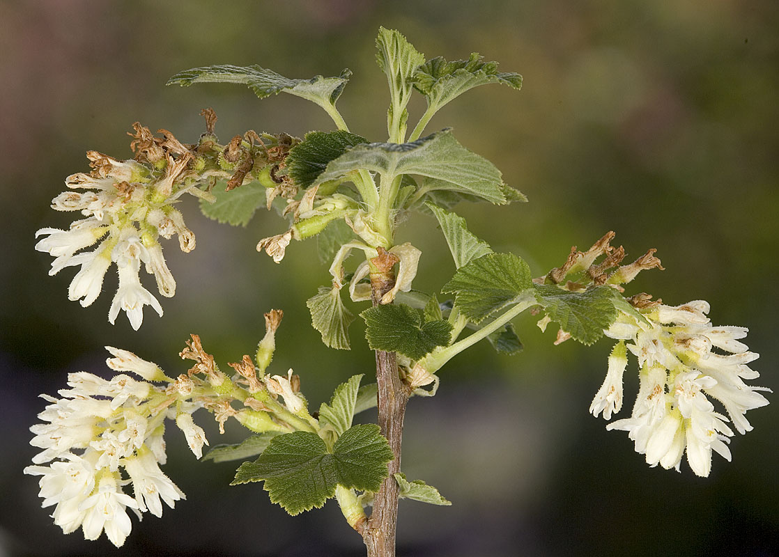 Ribes sanguinium  Red currant (white form)