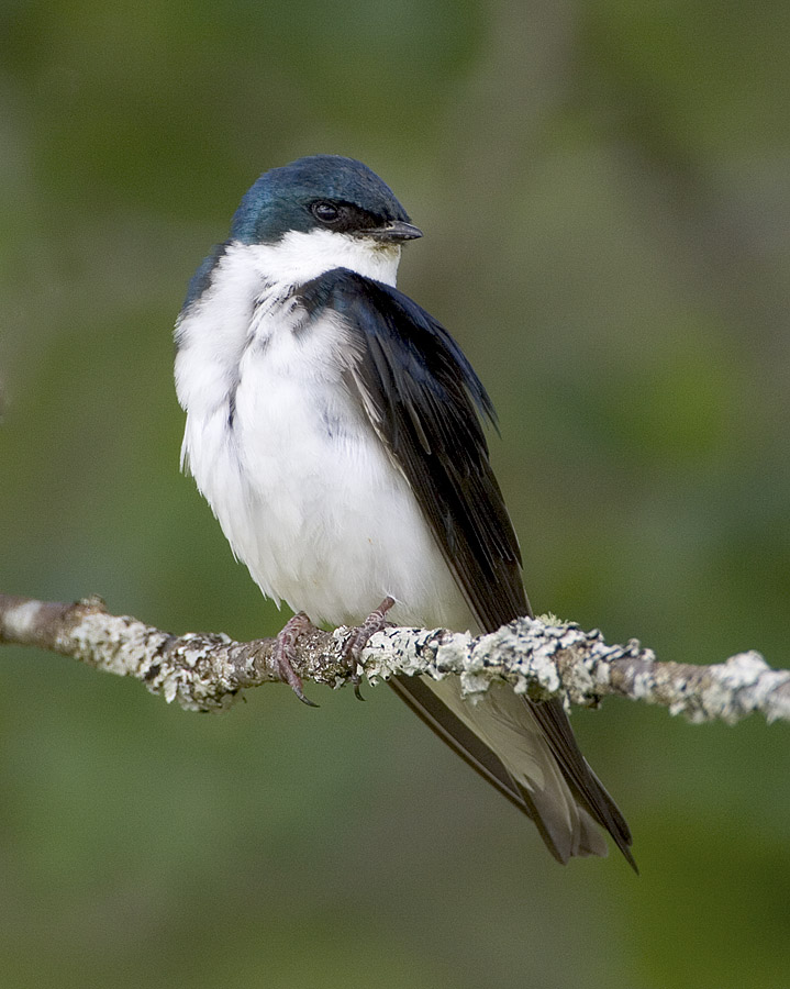 Tree Swallow