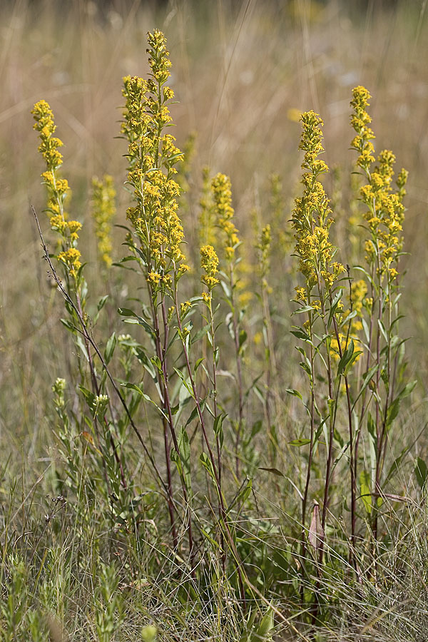 Solidago missouriensis