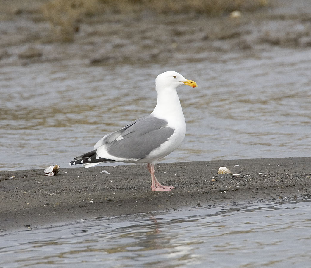 Western Gull