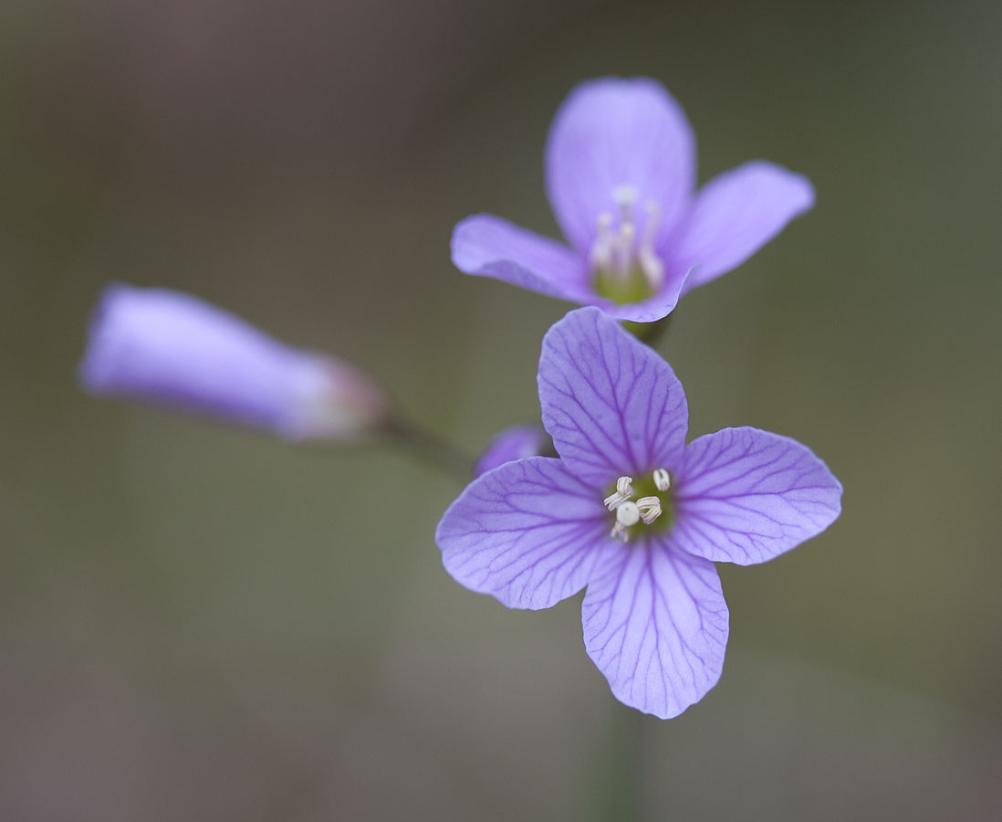 Beautiful bittercress  Cardamine pulcherrima