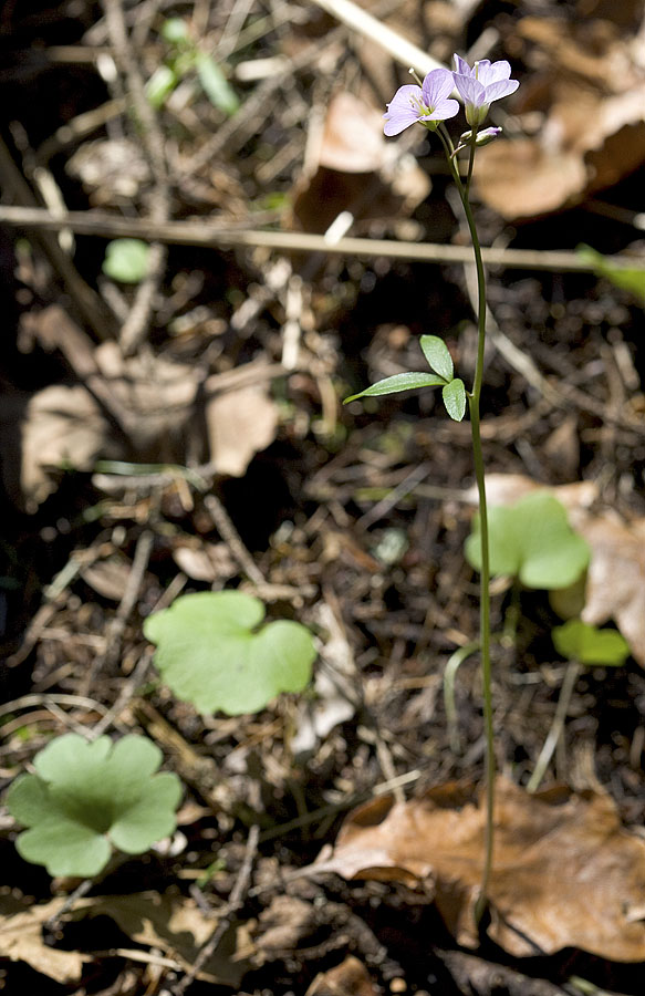 Cardimine pulcherrima