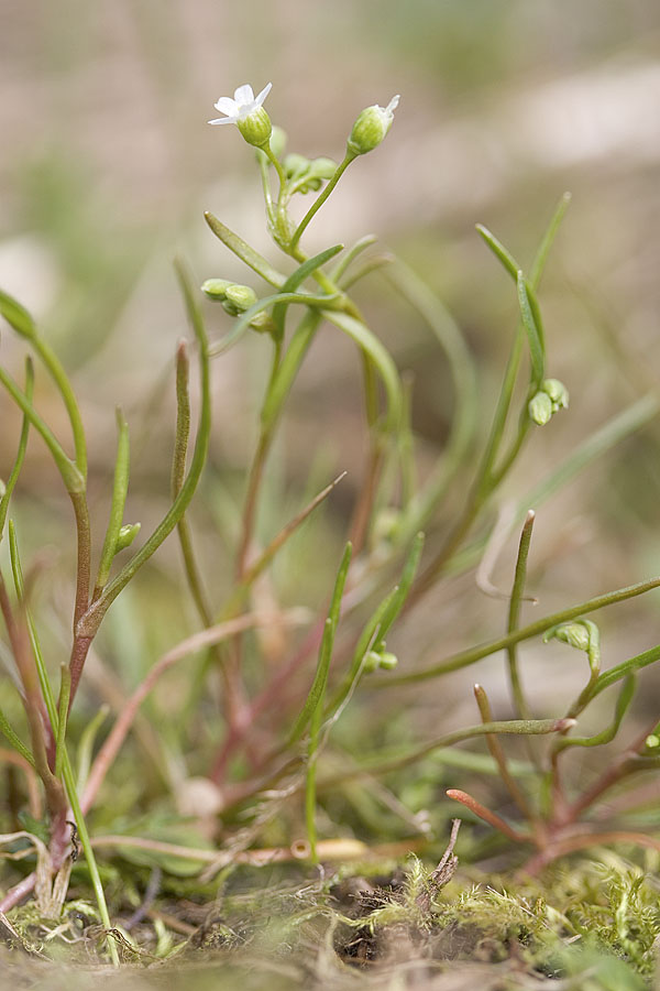 Montia linearis