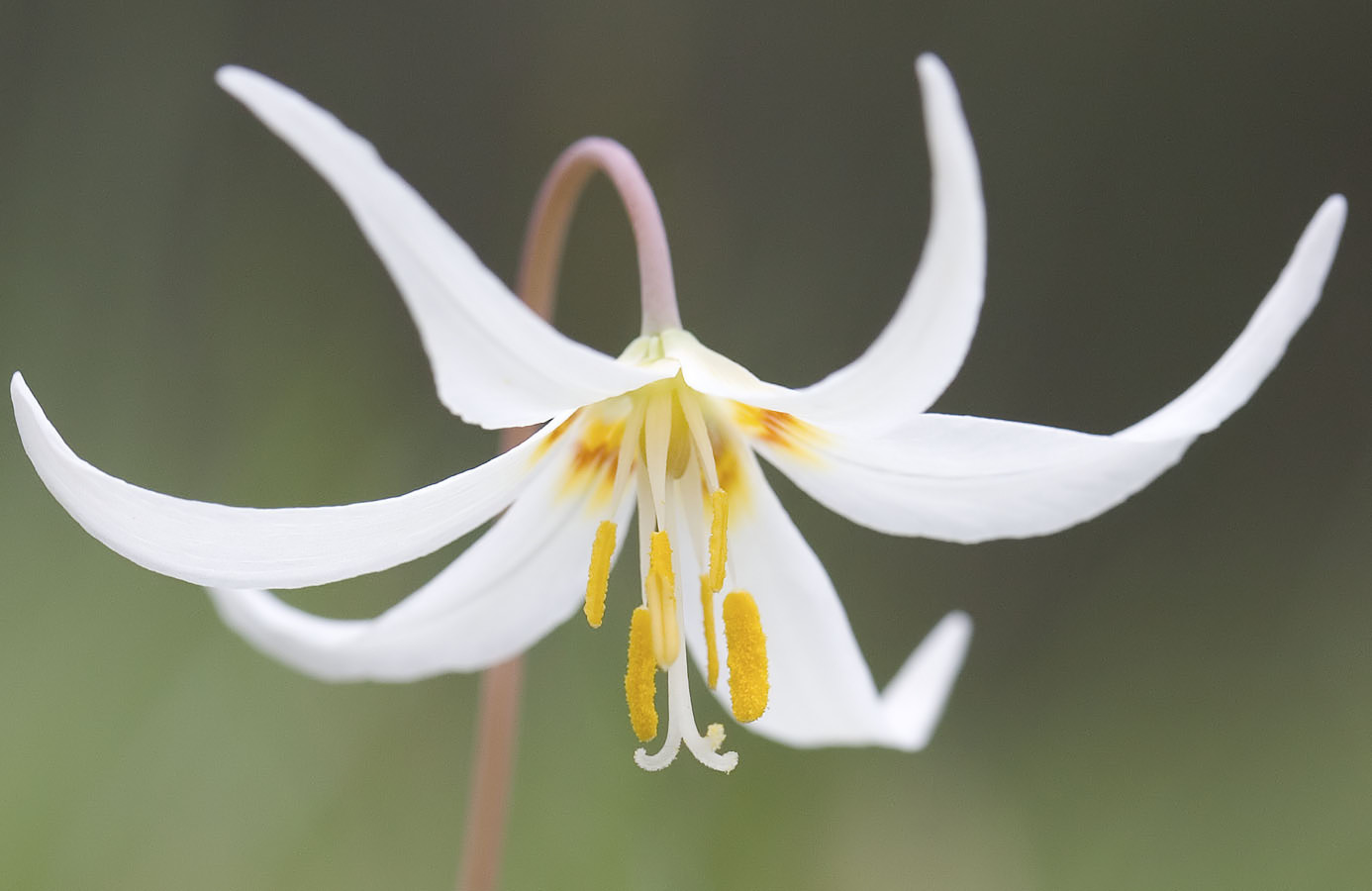 Oregon fawn lily  Erythronium oreganum