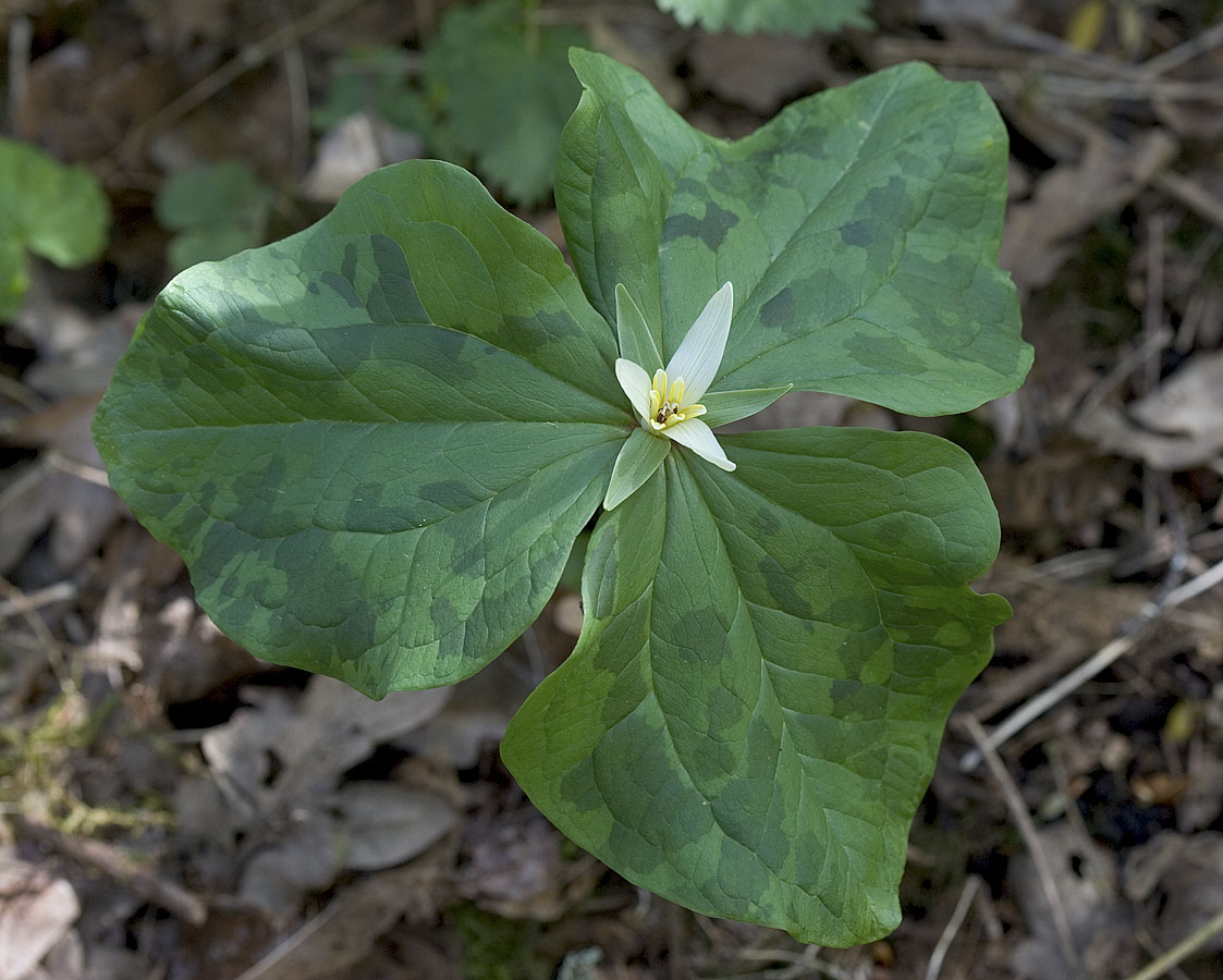 Small flowered trillium  Trillium parviflorum