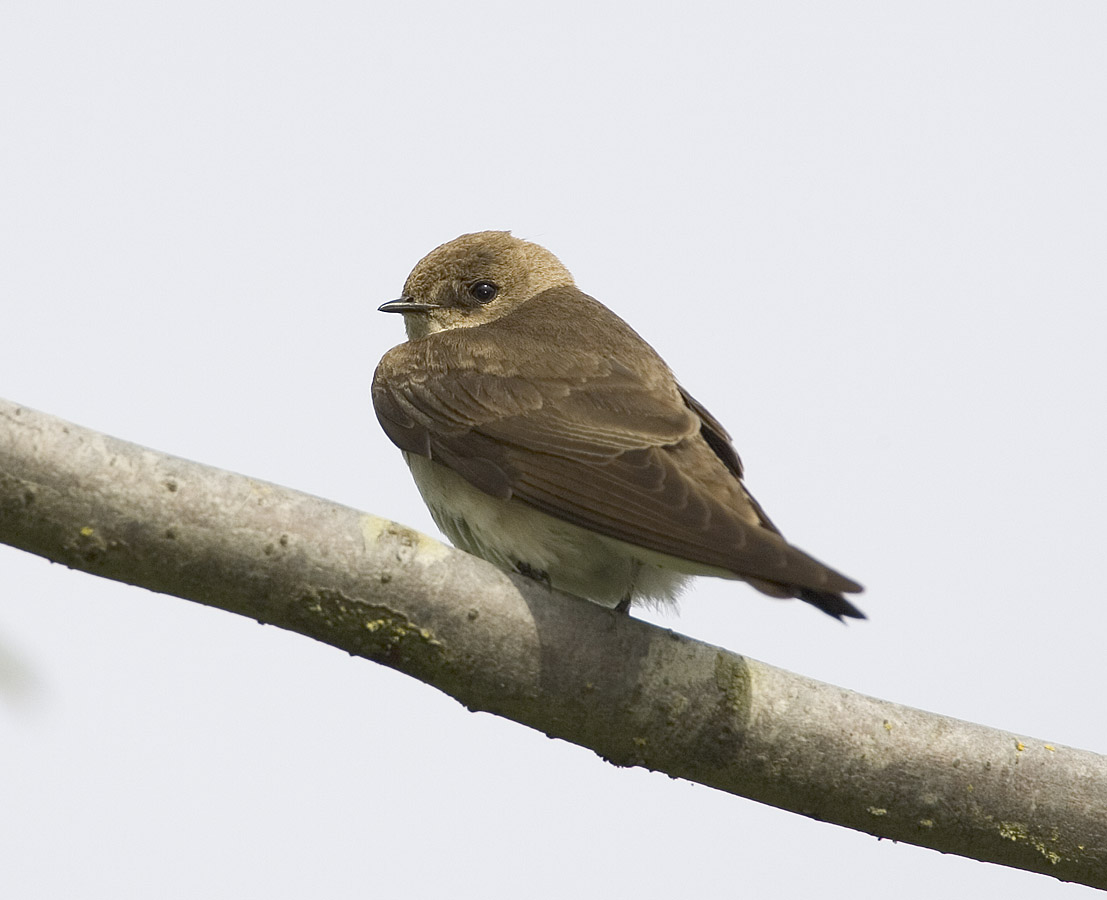 Northern Rough-winged Swallow