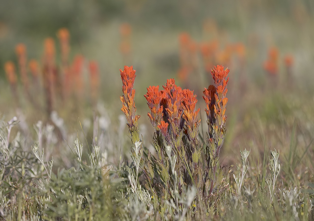 Harsh paintbrush  Castilleja hispida