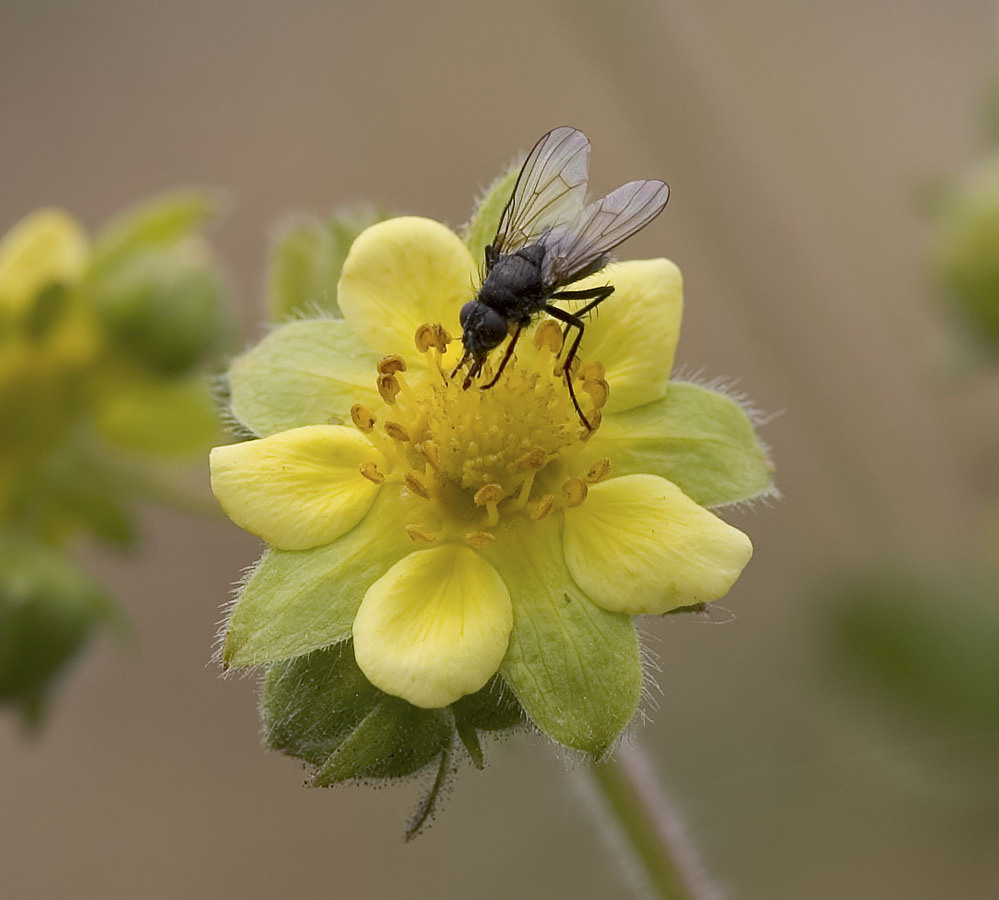  Sticky cinquefoil  Potentilla glandulosa