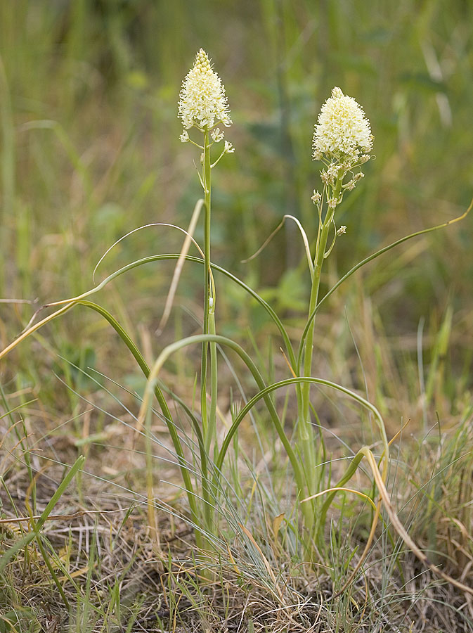 Death camas  Zigadenus venenosus