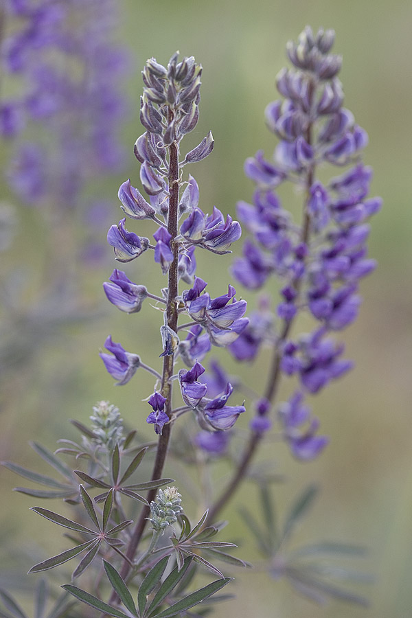 Sickle-keeled lupine  Lupinus albicaulis