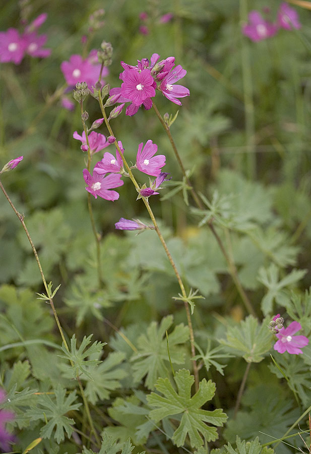Sidalcea malviflora ssp. virgata 	Rose Checker-mallow