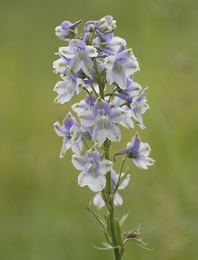 Nuttalls larkspur  Delphinium nuttallii