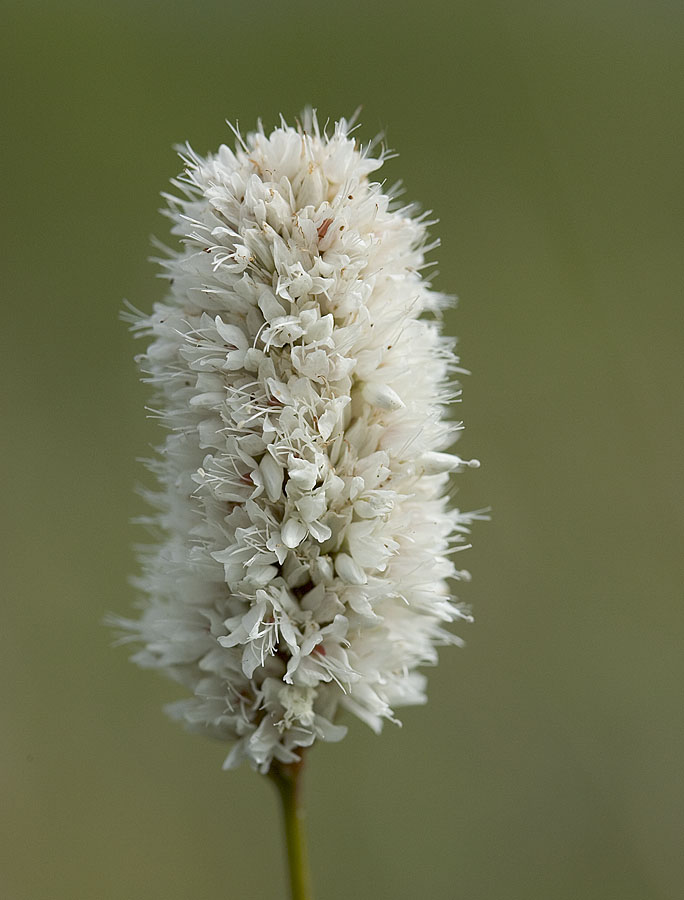 American bistort  Polygonum bistortoides