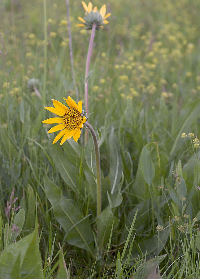 Wyethia angustifolia Narrow leaved mules ears