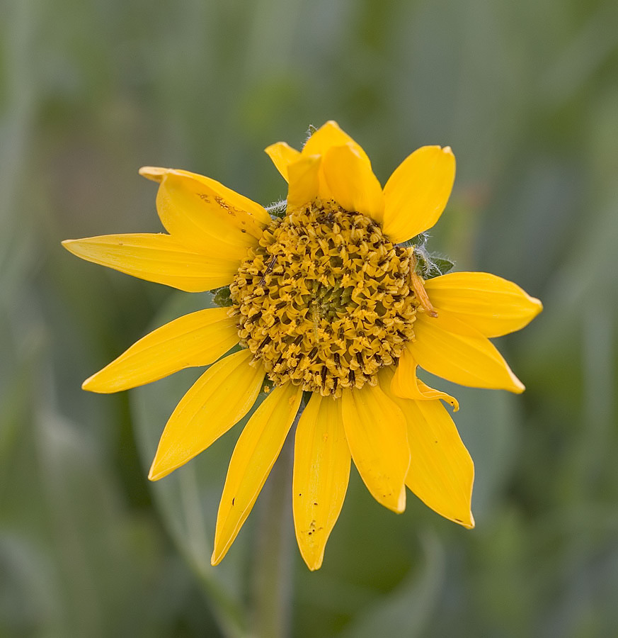 Wyethia angustifolia Narrow leaved mules ears