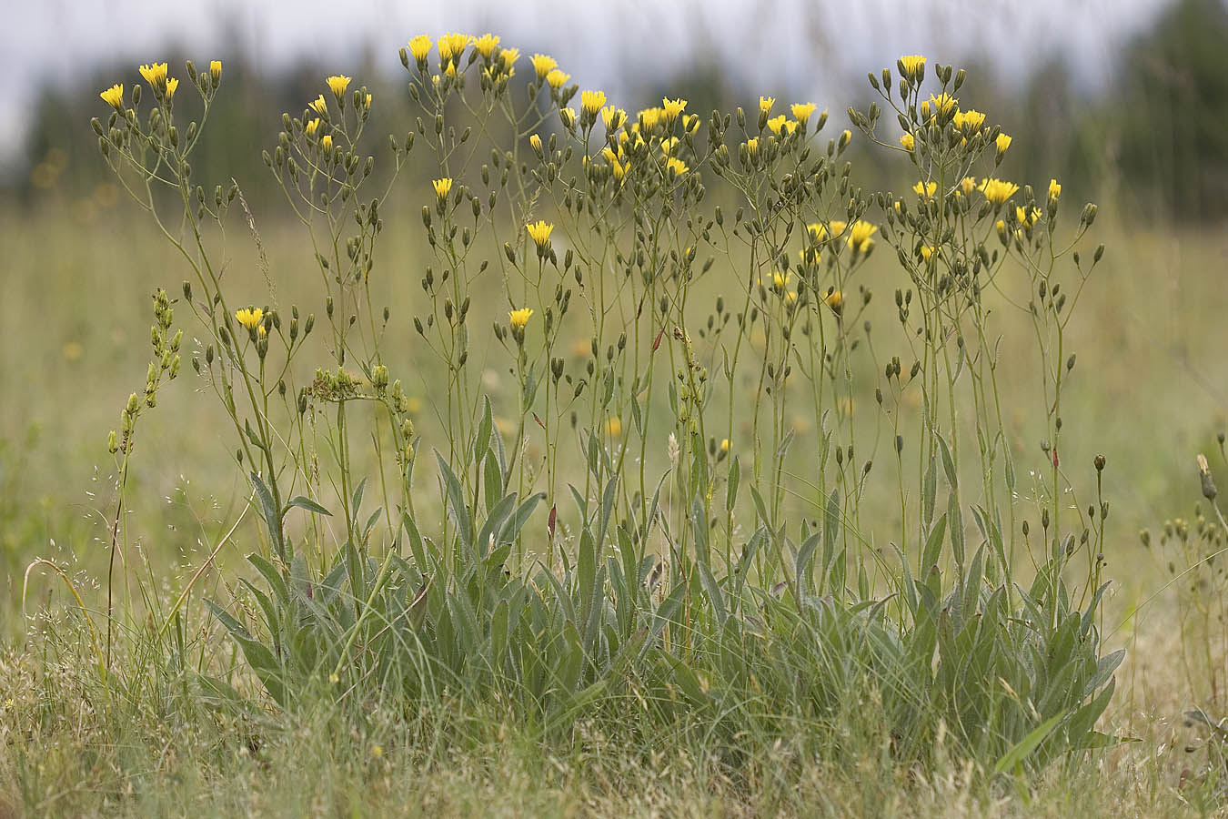 Hawkweed  Hieracium cynoglossoides