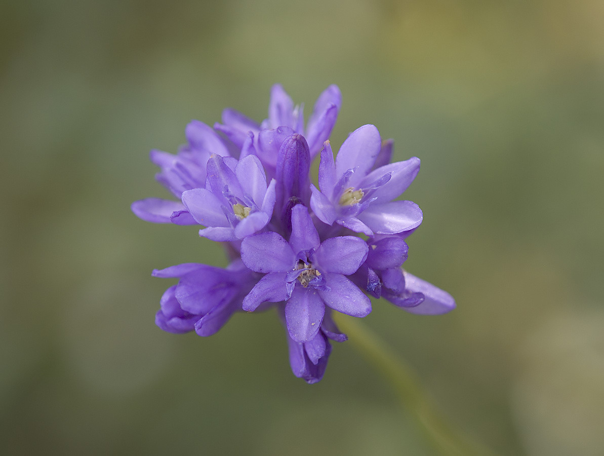 Dichelostemma (Brodiaea) congestum