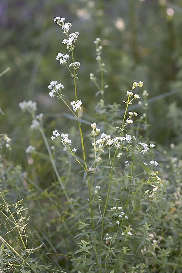 Fragrant bedstraw  Galium triflorum
