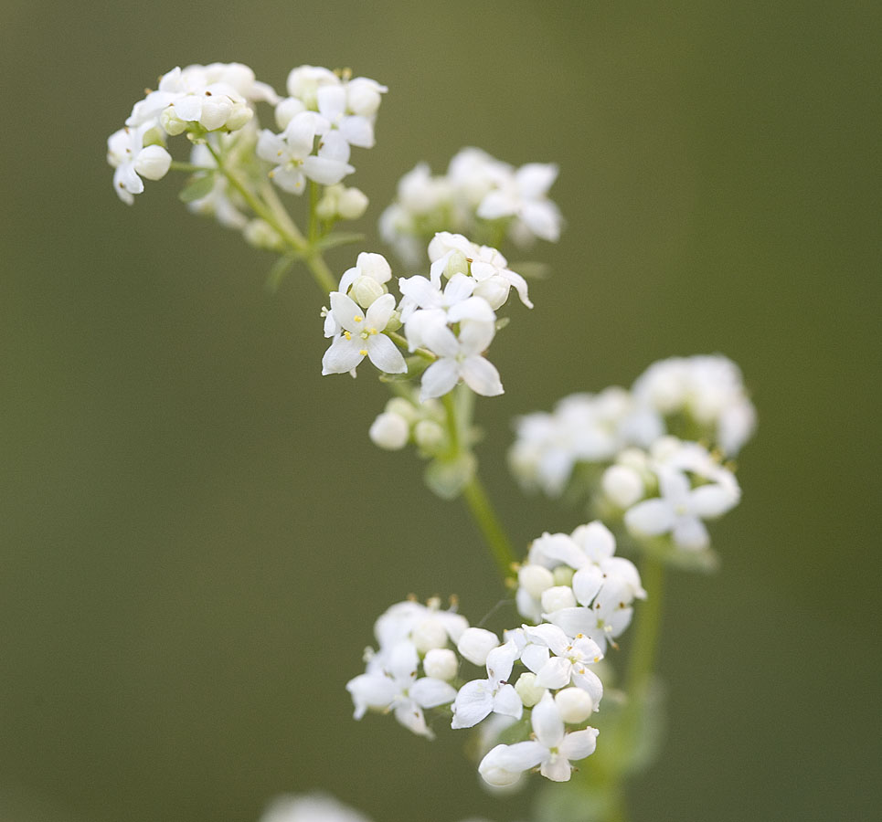 Fragrant bedstraw  Galium triflorum