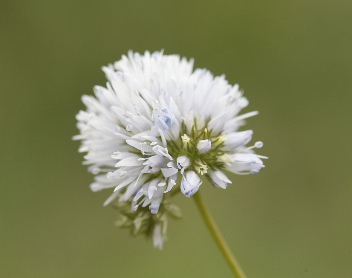 Bluehead gilia Gilia capitata