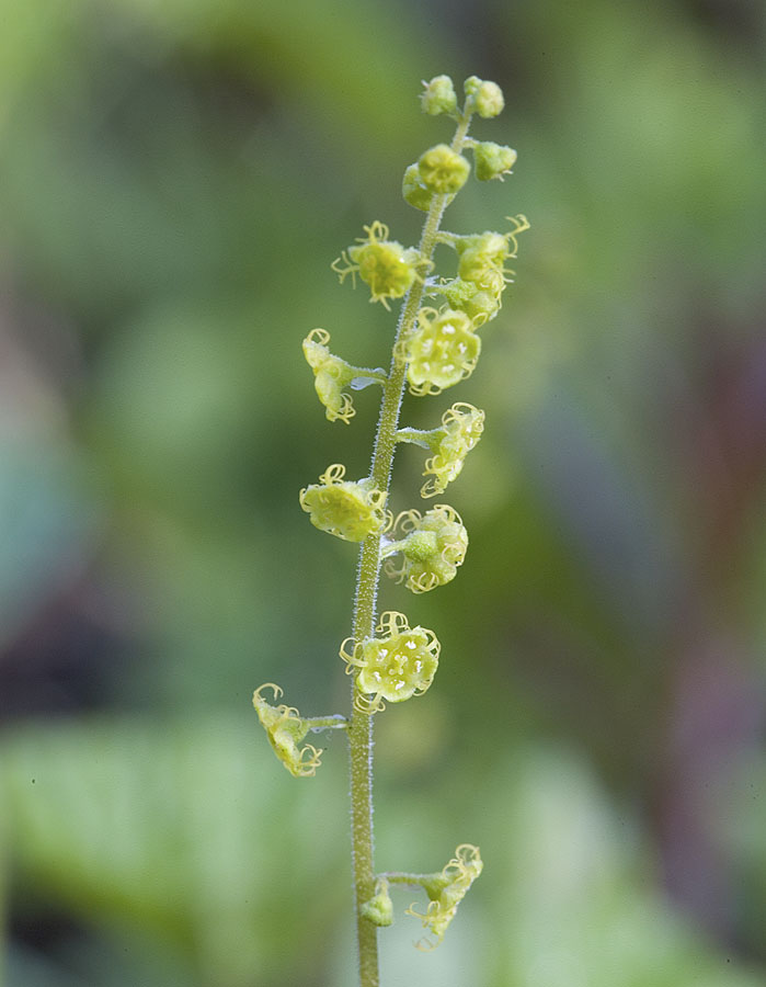 Brewers miterwort  Mitella breweri