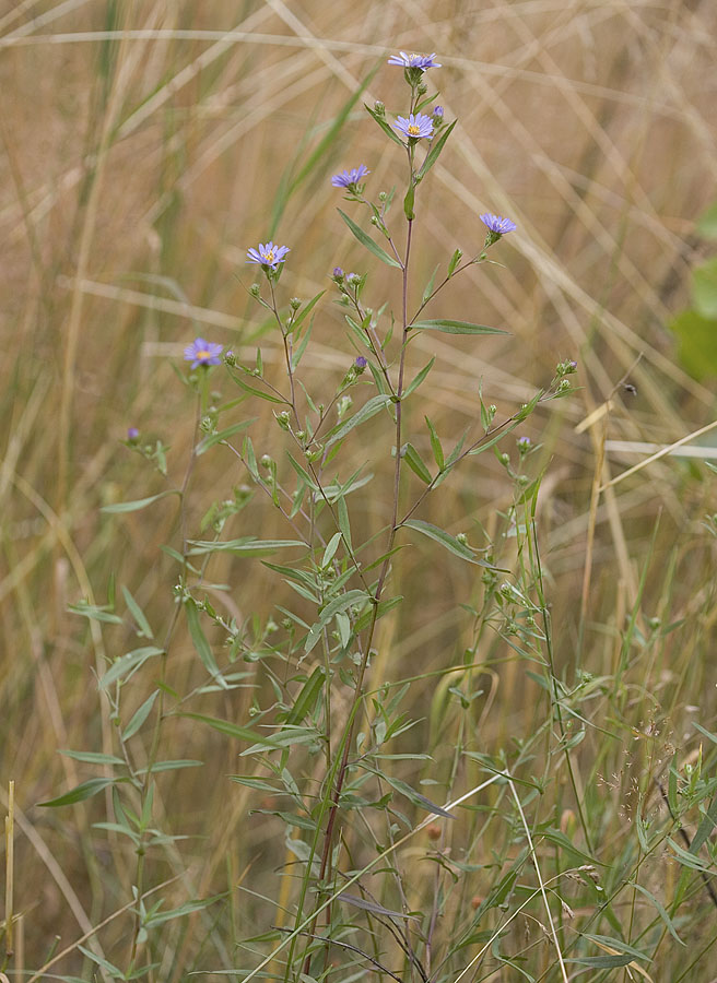 Eatons aster  Symphyotrichum eatonii  (Aster eatonii)