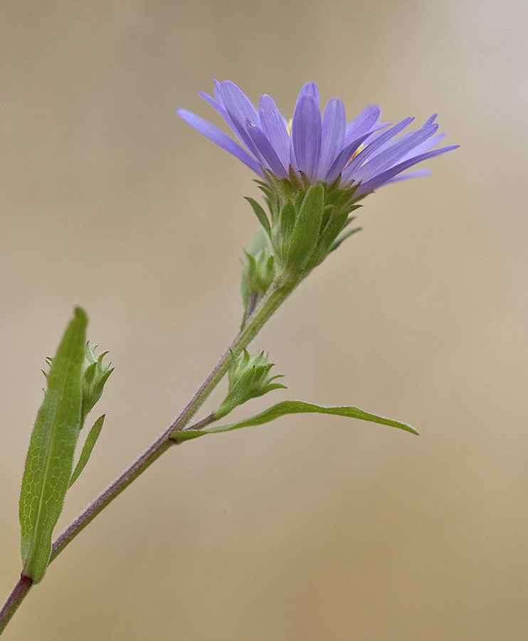 Eatons aster  Symphyotrichum eatonii  (Aster eatonii)
