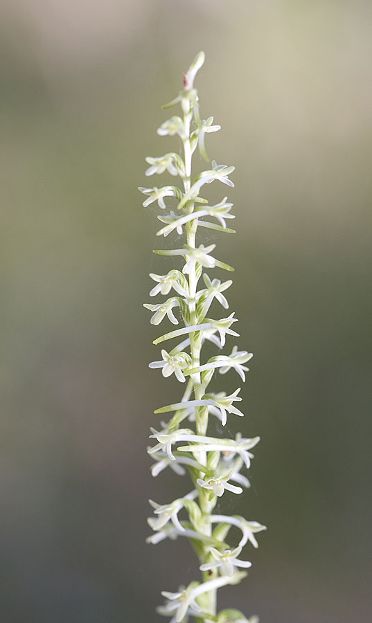 Alaska rein orchid  Piperia unalascensis (syn. w/ Habenaria u. and Platanthera u.)