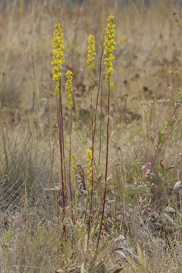 Missouri goldenrod  Solidago missouriensis