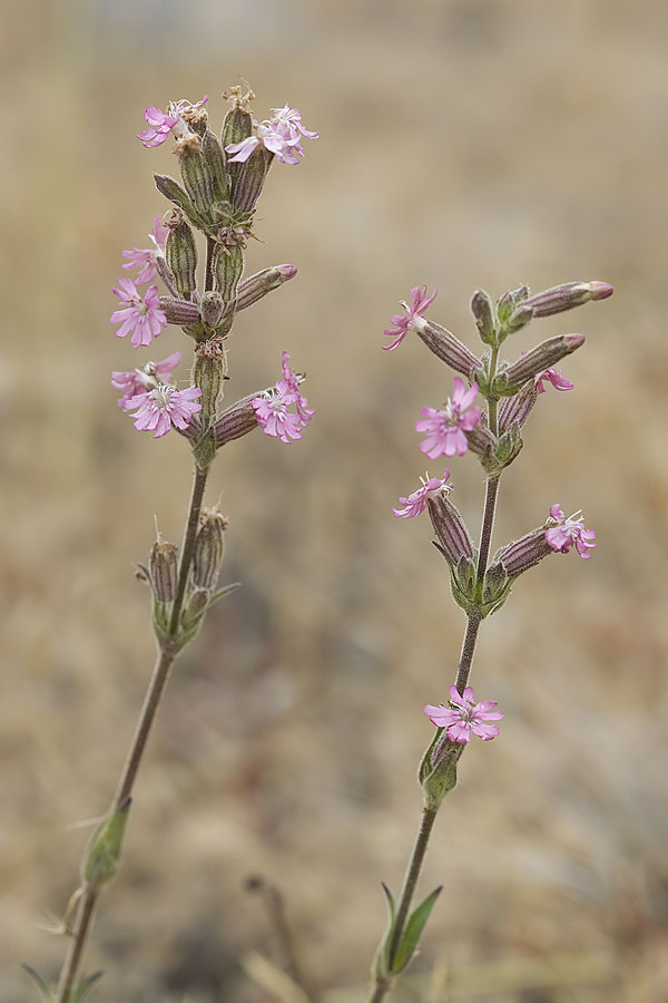 Scoulers catchfly  Silene scouleri